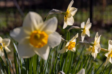 Obraz premium a flowerbed with fresh daffodils in the summer, a few daffodils in the garden in sunny summer weather in the sunlight