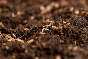 Fototapeta premium the details of the brown fertile soil with the addition of ripe flax seeds to obtain a new crop, a large number of small brown flax seeds on brown soil in the field to harvest flax