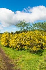 Field full of Senecio brasiliensis in bloom, beautiful yellow flowers - Sao Francisco de Paula, South of Brazil
