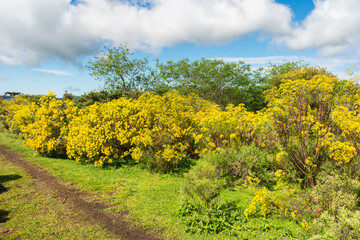 Field full of Senecio brasiliensis in bloom, beautiful yellow flowers - Sao Francisco de Paula, South of Brazil
