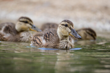 Fototapeta premium Mallard mallard duckling Anas platyrhynchos swimming on a calm lake