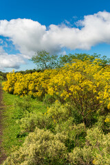 Field full of Senecio brasiliensis in bloom, beautiful yellow flowers - Sao Francisco de Paula, South of Brazil