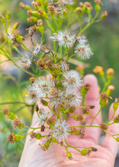 Close-up of Senecio brasiliensis pappus, white feathery seed fibers adapted for wind dispersal  - Sao Francisco de Paula, Brazil