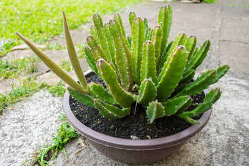 Starfish flower (Stapelia hirsuta) showing elongated seed pods (follicles) on a succulent plant