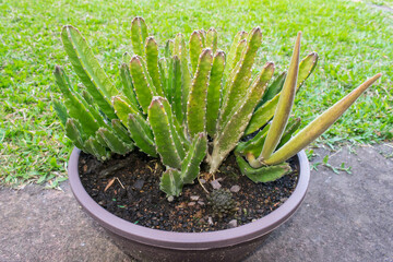 Starfish flower (Stapelia hirsuta) showing elongated seed pods (follicles) on a succulent plant