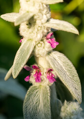 Stachys byzantina aka Lamb's ear in bloom, small pink flowers. Sao Francisco de Paula, South of Brazil