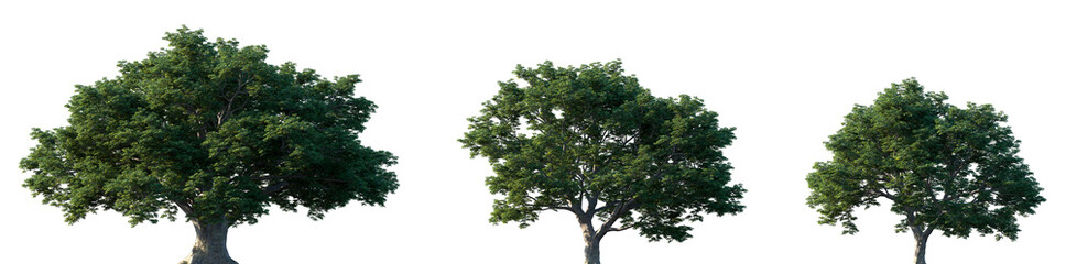 Fototapeta premium Set of Quercus petraea (commonly known as the sessile oak, Welsh oak, Cornish oak, Irish oak or durmast oak) isolated png in sunny daylight on a transparent background perfectly cutout