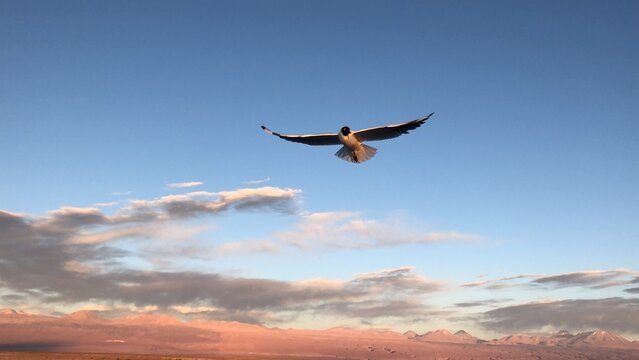 Aves no deserto do Atacama