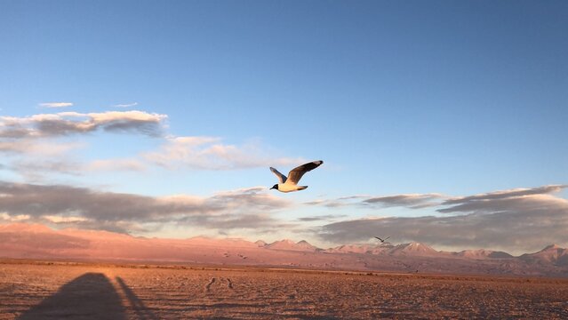Aves no deserto do Atacama