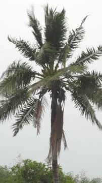 Tropical palm coconut tree shaking in storm wind, palm leaves violent swaying on white sky background during monsoon storm.