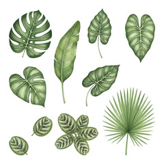 Tropical leaves collection isolated on white. Tropical leaves set includes monstera, palm, banana, calathea. Hand drawn vintage engraving style. Green foliage for jungle nature design.