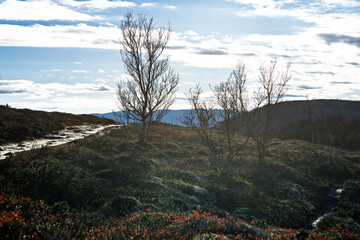 Autumn tundra landscape with birch trees and mountain hills