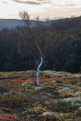 Autumn tundra landscape with birch trees and mountain hills