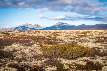 Vast autumn tundra with lichen fields and mountain range