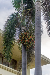 Close up of exotic Foxtail palm tree with large cluster of ripening green and orange fruits against light building and cloudy sky, tropical flora and modern architecture in resort garden.