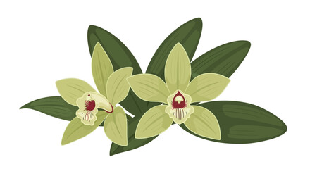 A delicate illustration of green vanilla orchid blossoms and lush leaves © Tasnim Studio