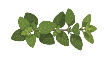 Fototapeta premium A vibrant sprig of oregano with lush green leaves on a white background