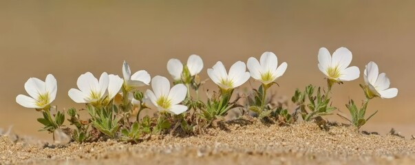 White desert flowers bloom in sand dune. Nature background
