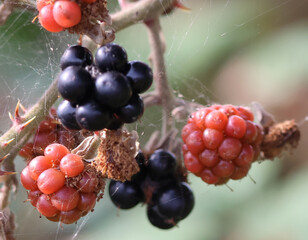 Berries on the web