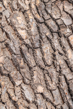 Texture of the bark of old maple tree