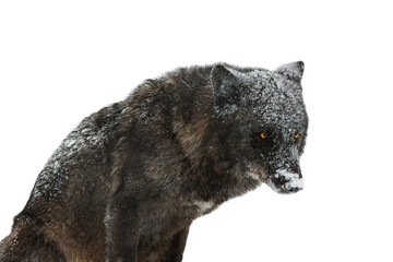 Canadian black wolf snowfall isolated on white background