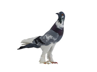 graceful pigeon ( English Pouter) isolated on white background