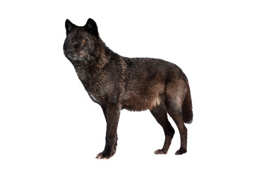 Canadian black wolf isolated on white background