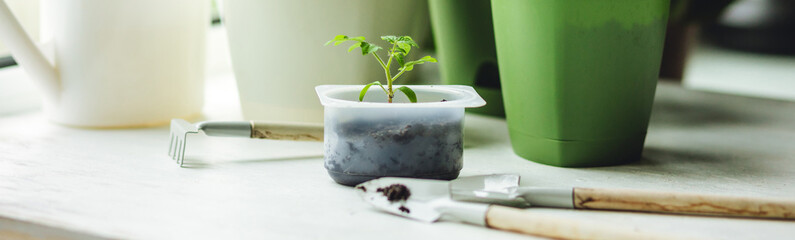 Banner. Concept of urban home gardening, growing organic vegetables. Growing cherry tomato seedling plants in re-used plastic pots on balcony window sill. Sustainable lifestyle, eco friendly hobby