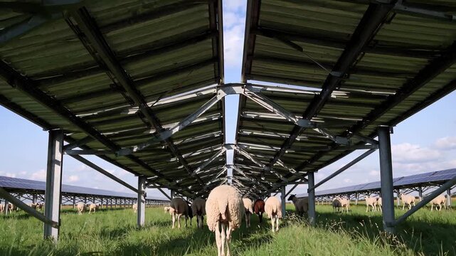 Sheep grazing in lush green grass beneath solar panels, showcasing a sustainable farming practice with animals roaming freely in the field. Agrivoltaics