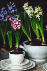 Beautiful home decor with fresh bulbous hyacinth. Seasonal flowers in house interior and design. Easter celebration, idea for family dinner table with floral centrepiece. Cozy atmosphere