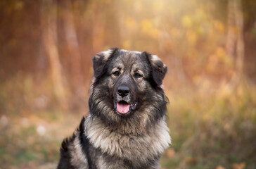 Karst Shepherd dog breed in the autumn time