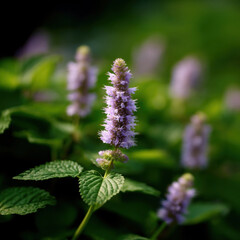 Explore the lush garden where patchouli plants flourish under warm sunlight with vibrant green foliage and delicate purple blooms