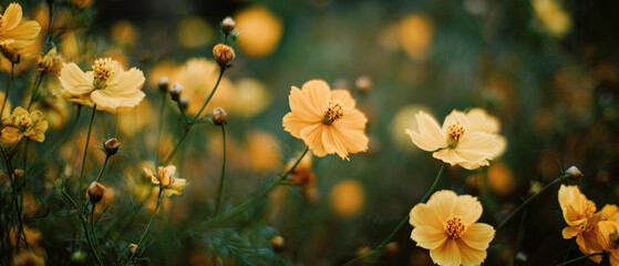 Vibrant yellow cosmos flowers blooming under soft morning light create a joyful atmosphere in nature
