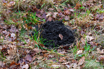 A fresh molehill of black earth among dry grass and leaves.