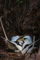 Tropical birds Phaeton white-tailed huddled in a natural nest