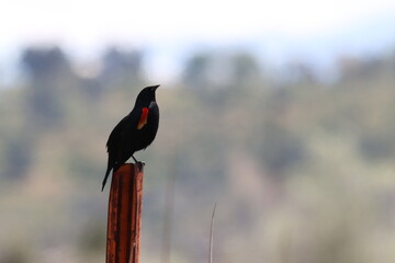 Red Winged Black Bird perched on a tree stump singing