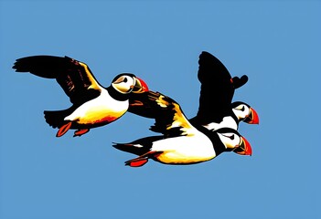 A close up of an Atlantic Puffin