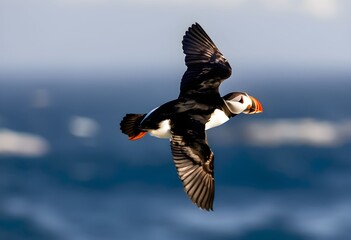 A close up of an Atlantic Puffin