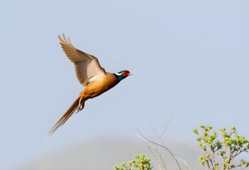 A close up of a Golden Pheasant