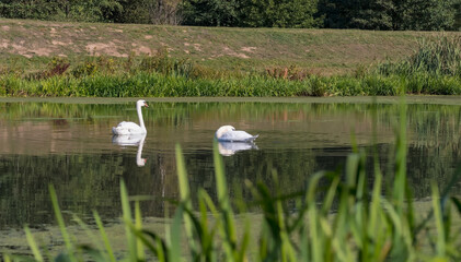 Dwa białe łabędzie (Cygnus olor) wdzięcznie suną po powierzchni spokojnej rzeki. Woda odbija ich eleganckie kształty potęgując spokojną atmosferę Brzegi rzeki porośnięte są bujną, zieloną roślinnością