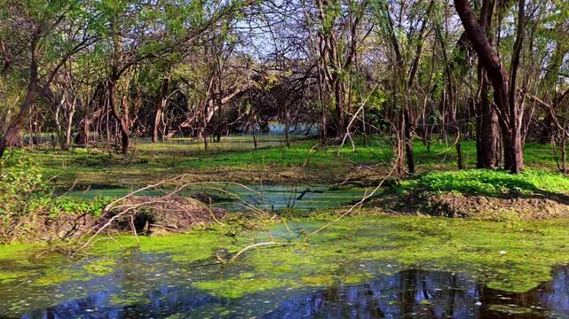 A dense thicket of tangled branches and lush vegetation surrounds algae-coated waterways in the heart of Keoladeo Bird Sanctuary, Bharatpur.