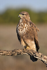 Buzzard perched on branch