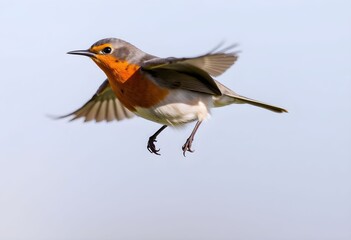 A close up of a Robin