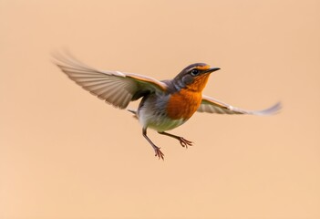 A close up of a Robin