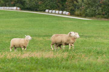 Three Sheep (Ovis aries) Move Rigth Across Field Road and Bales in Background