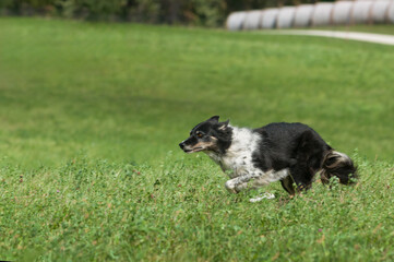 Stock Dog Runs Left in Field Intensely Focused