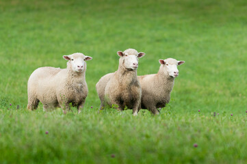 Three Sheep (Ovis aries) Stand in Field Alert and Watching