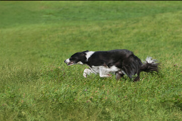 Stock Dog Runs Full Out to Left in Field