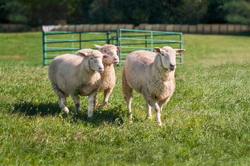 Three Sheep (Ovis aries) Walk To Left Away From Holding Pen