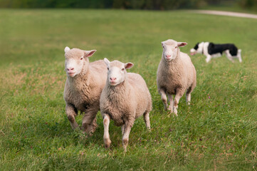 Three Sheep (Ovis aries) Trot In Away From Stock Dog in Background